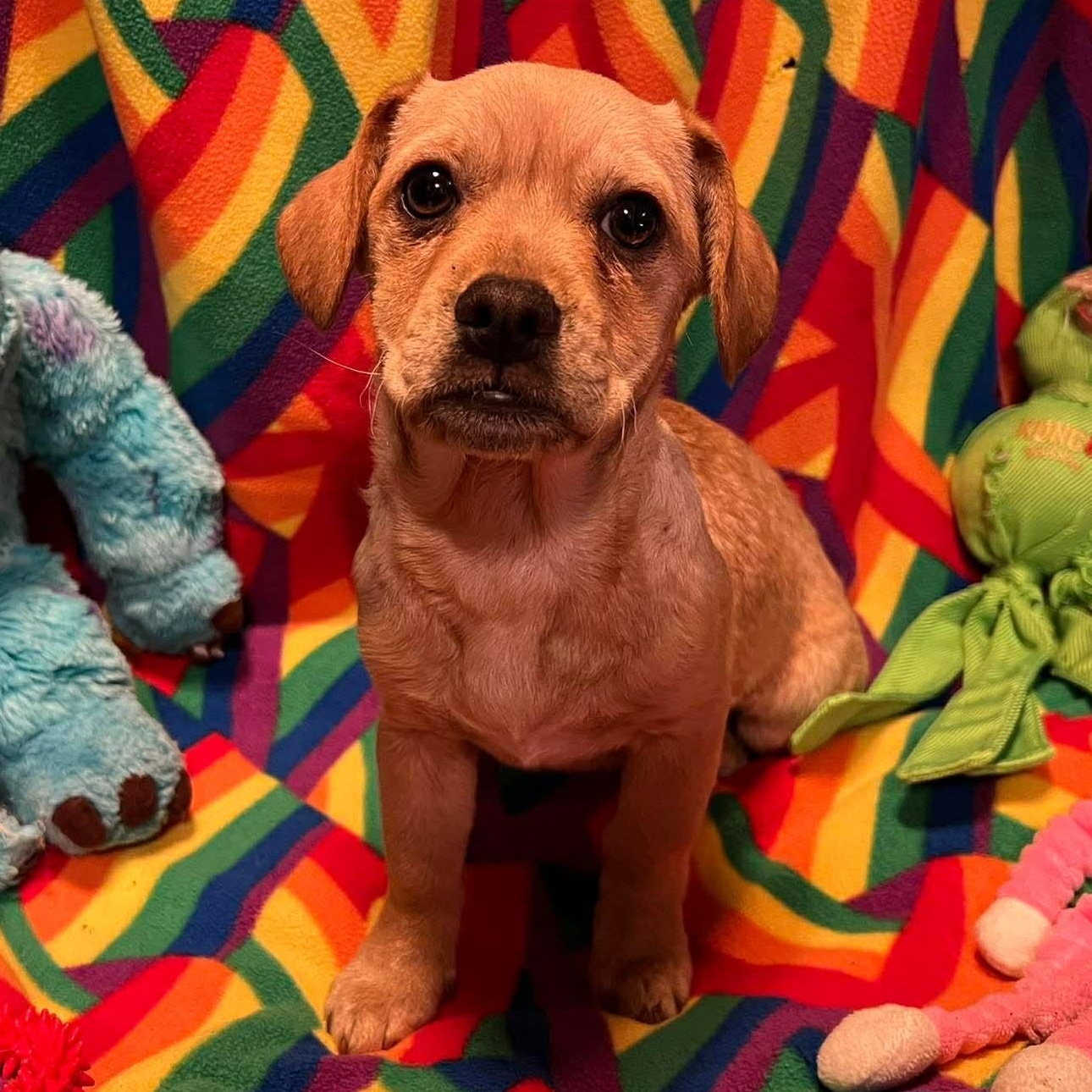 Regina, a ADOPTABLE mixed breed in Yreka, CA image 2/6