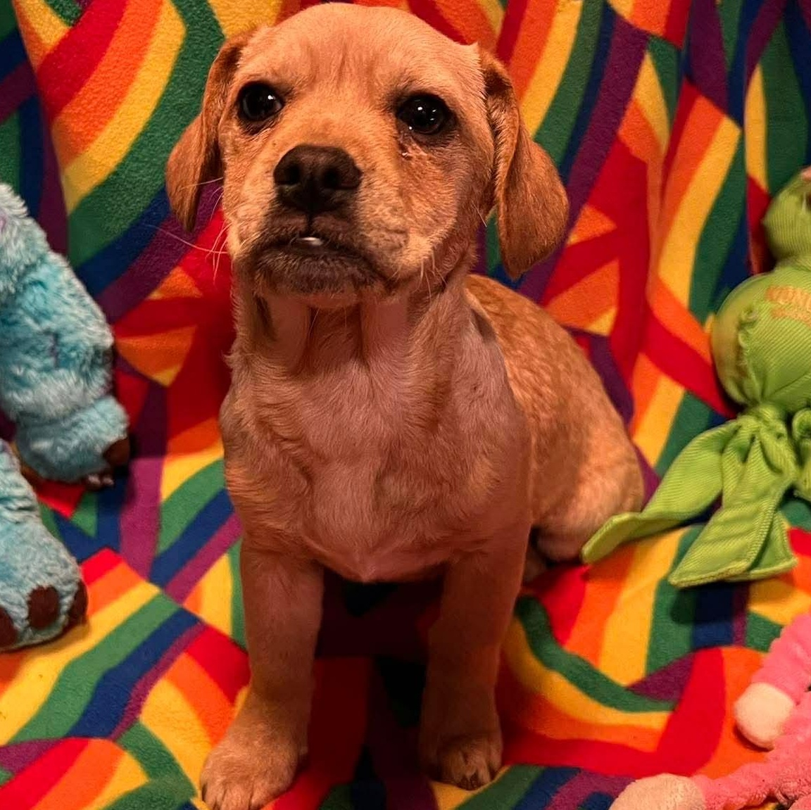 Regina, ADOPTABLE, Puppy Female Poodle & French Bulldog.