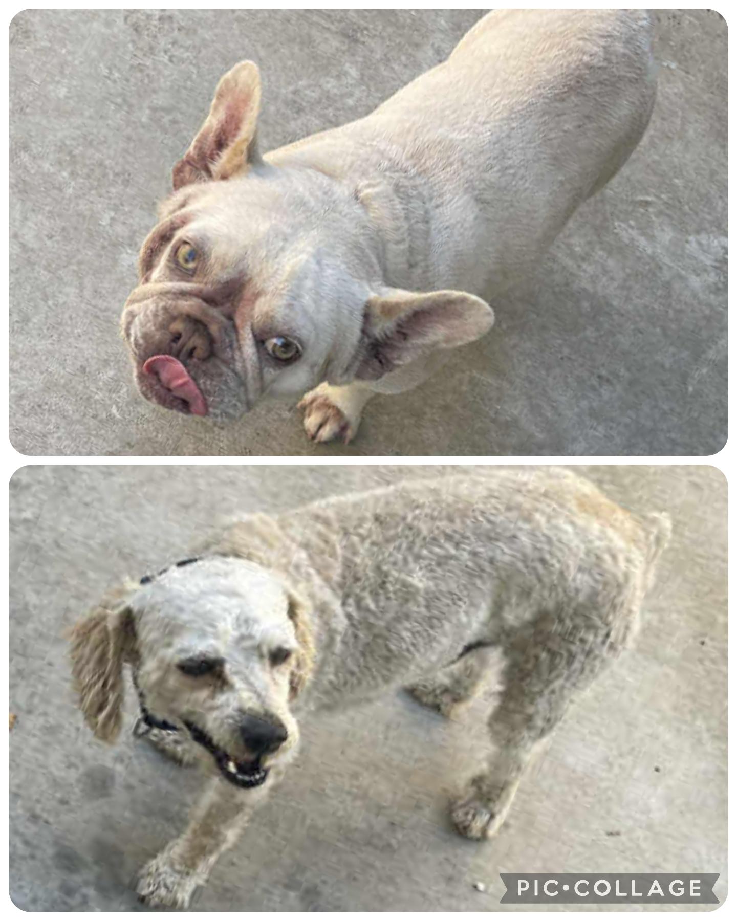 Regina, a ADOPTABLE mixed breed in Yreka, CA image 6/6