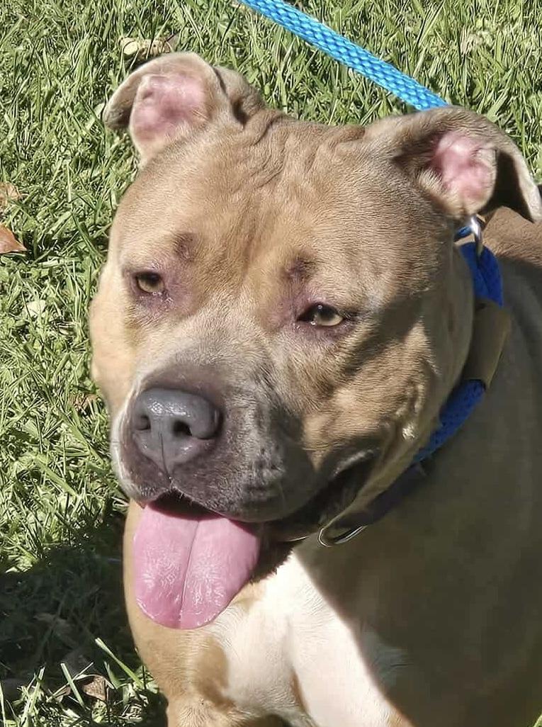 Enlarge Oakley, a Adoptable Mixed Breed in McKeesport, PA image 1/6