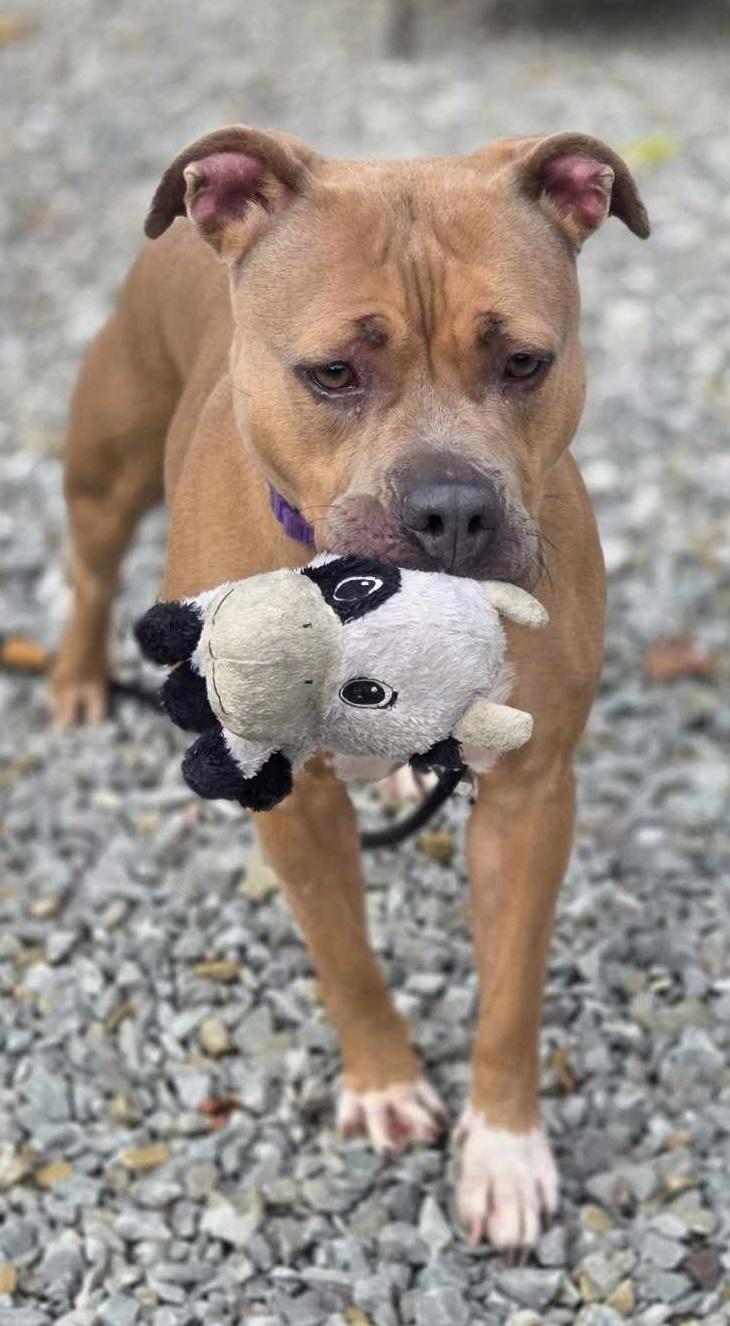 Enlarge Oakley, a Adoptable Mixed Breed in McKeesport, PA image 2/6