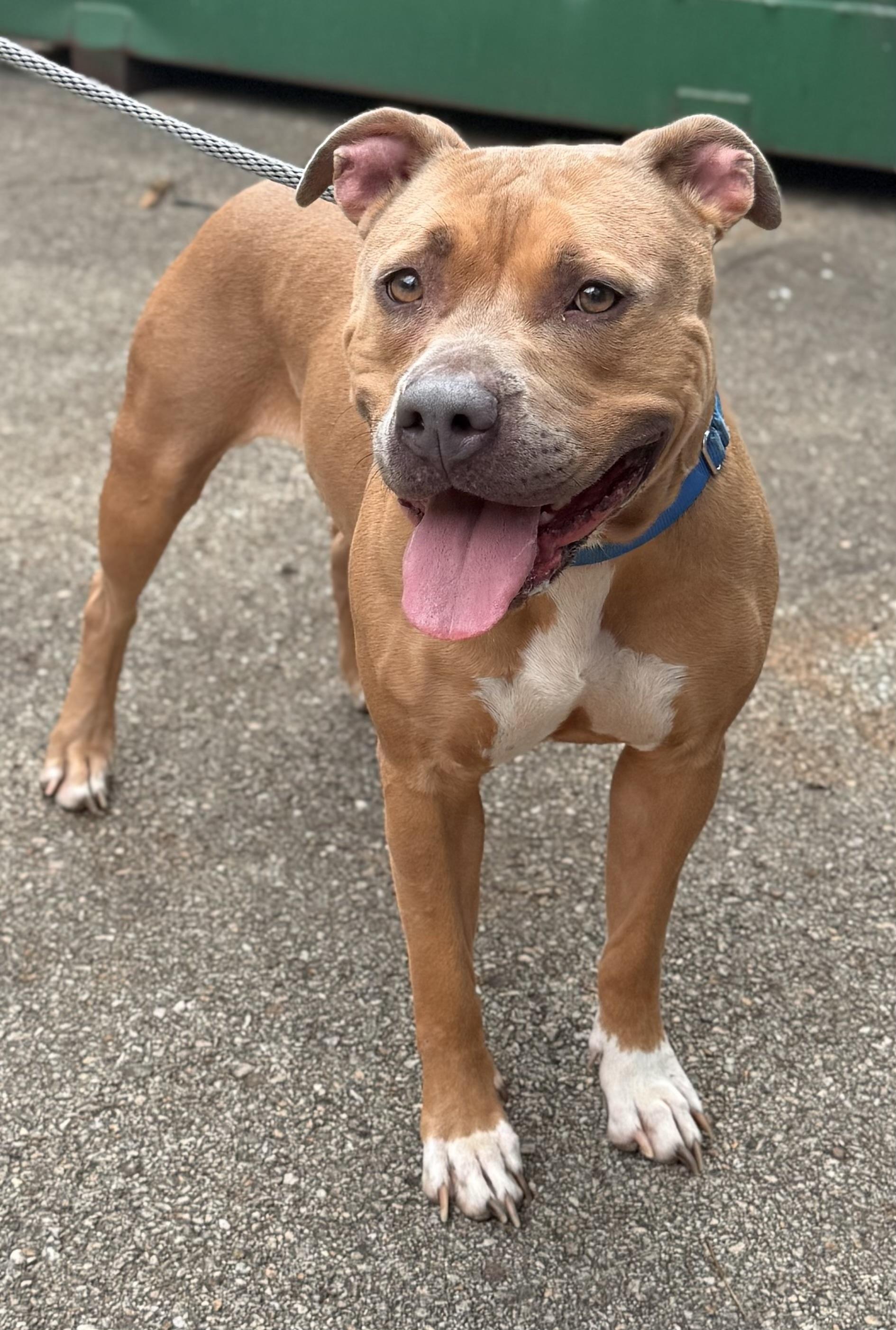 Enlarge Oakley, a Adoptable Mixed Breed in McKeesport, PA image 3/6