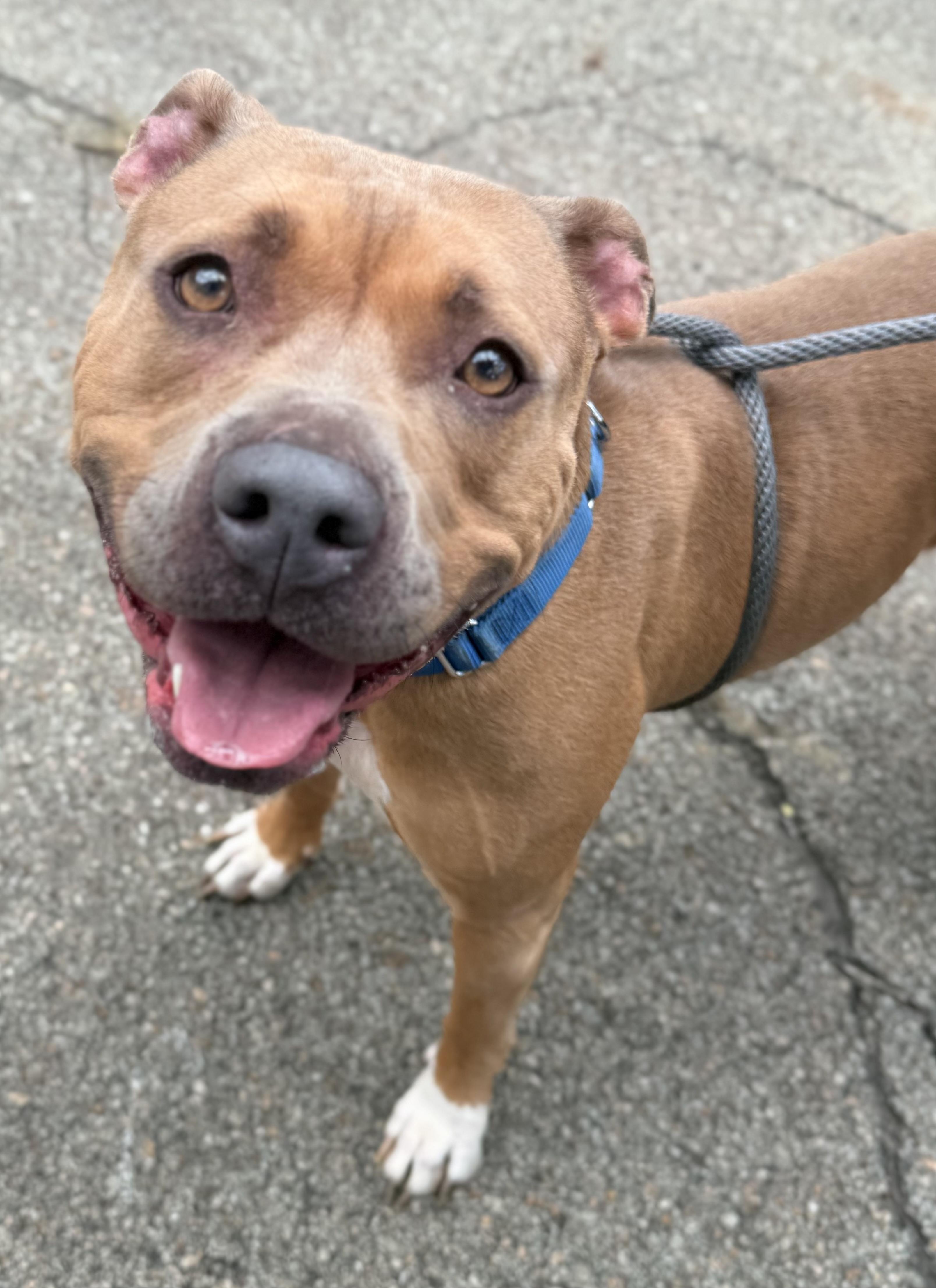 Enlarge Oakley, a Adoptable Mixed Breed in McKeesport, PA image 4/6