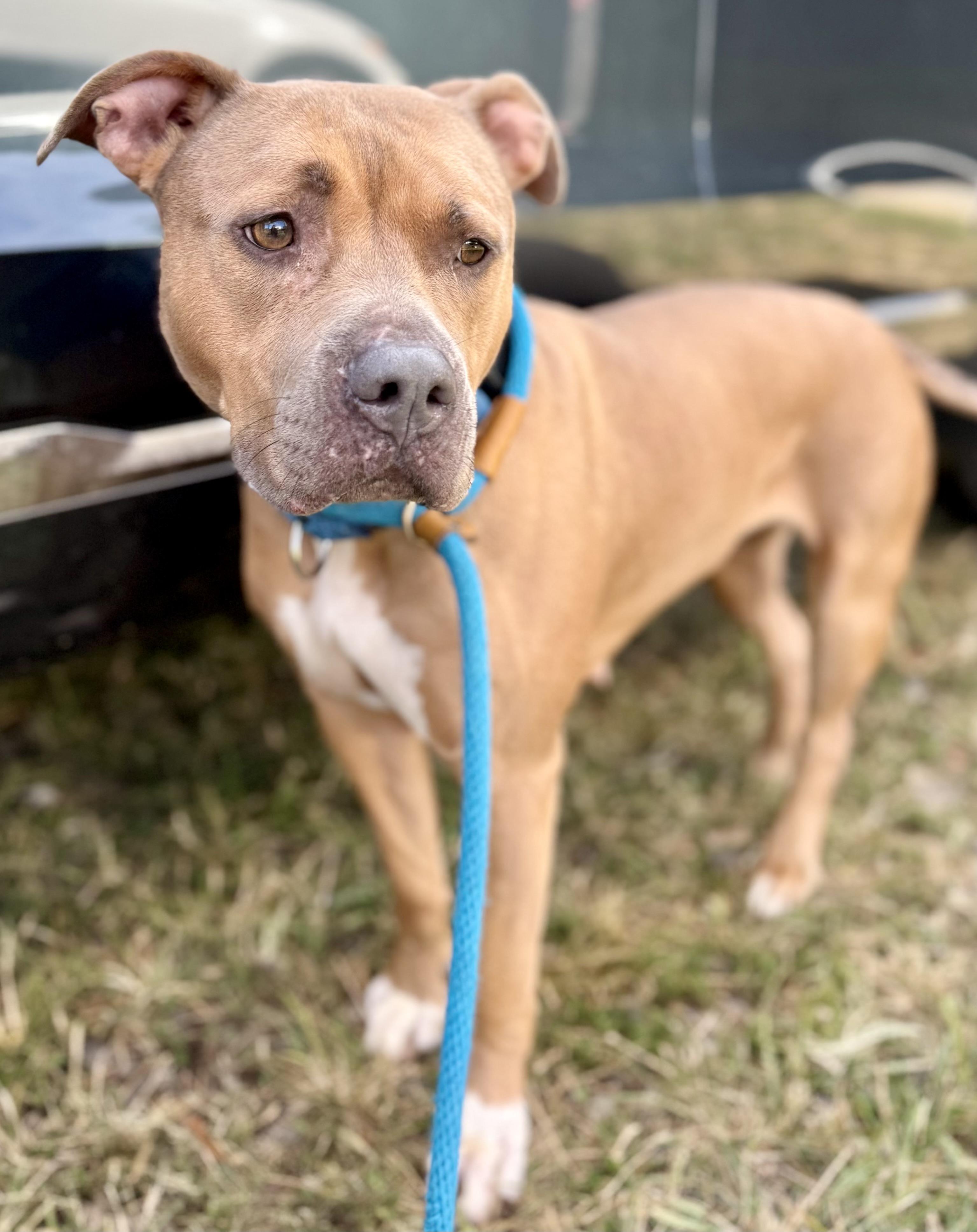 Enlarge Oakley, a Adoptable Mixed Breed in McKeesport, PA image 5/6