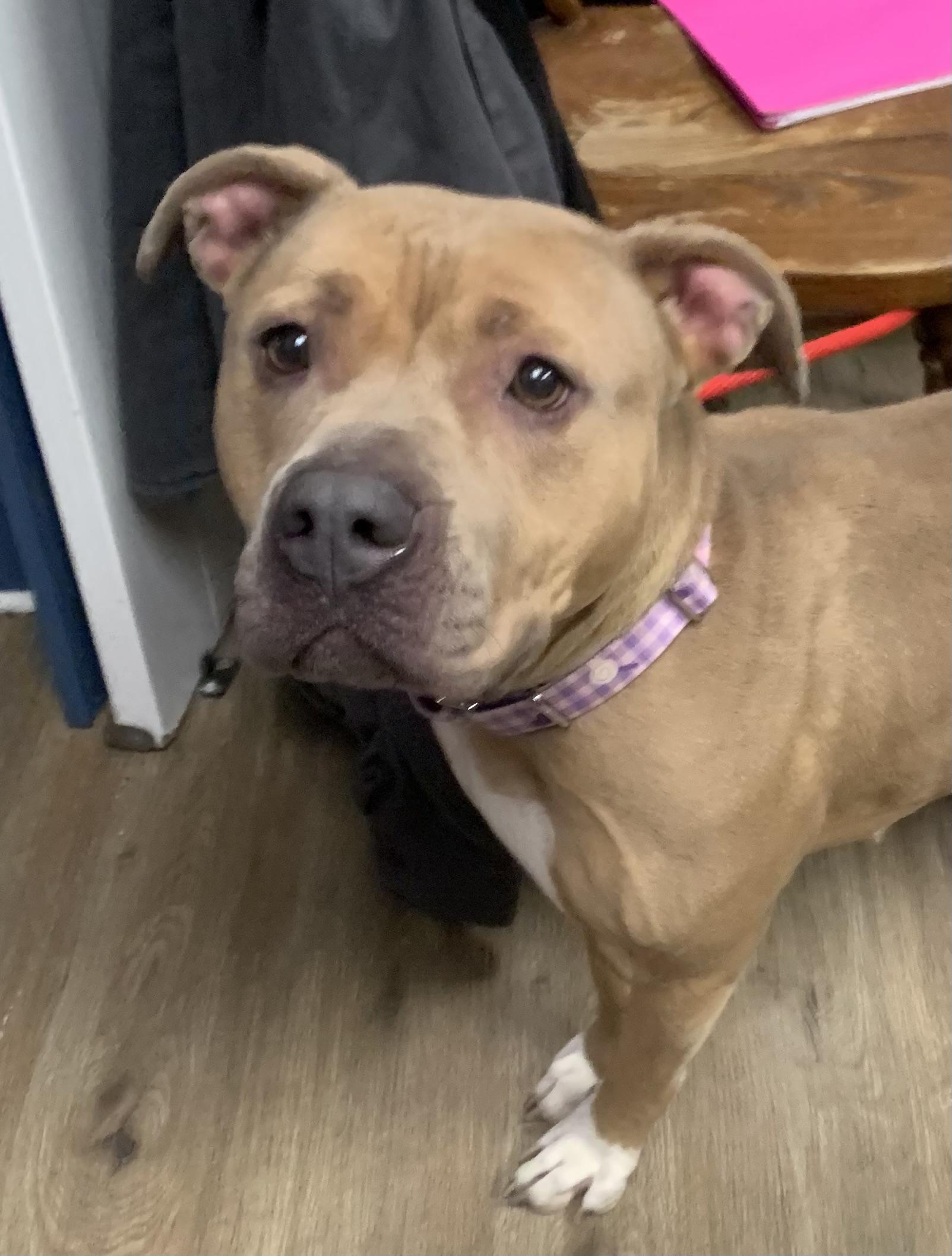 Enlarge Oakley, a Adoptable Mixed Breed in McKeesport, PA image 6/6