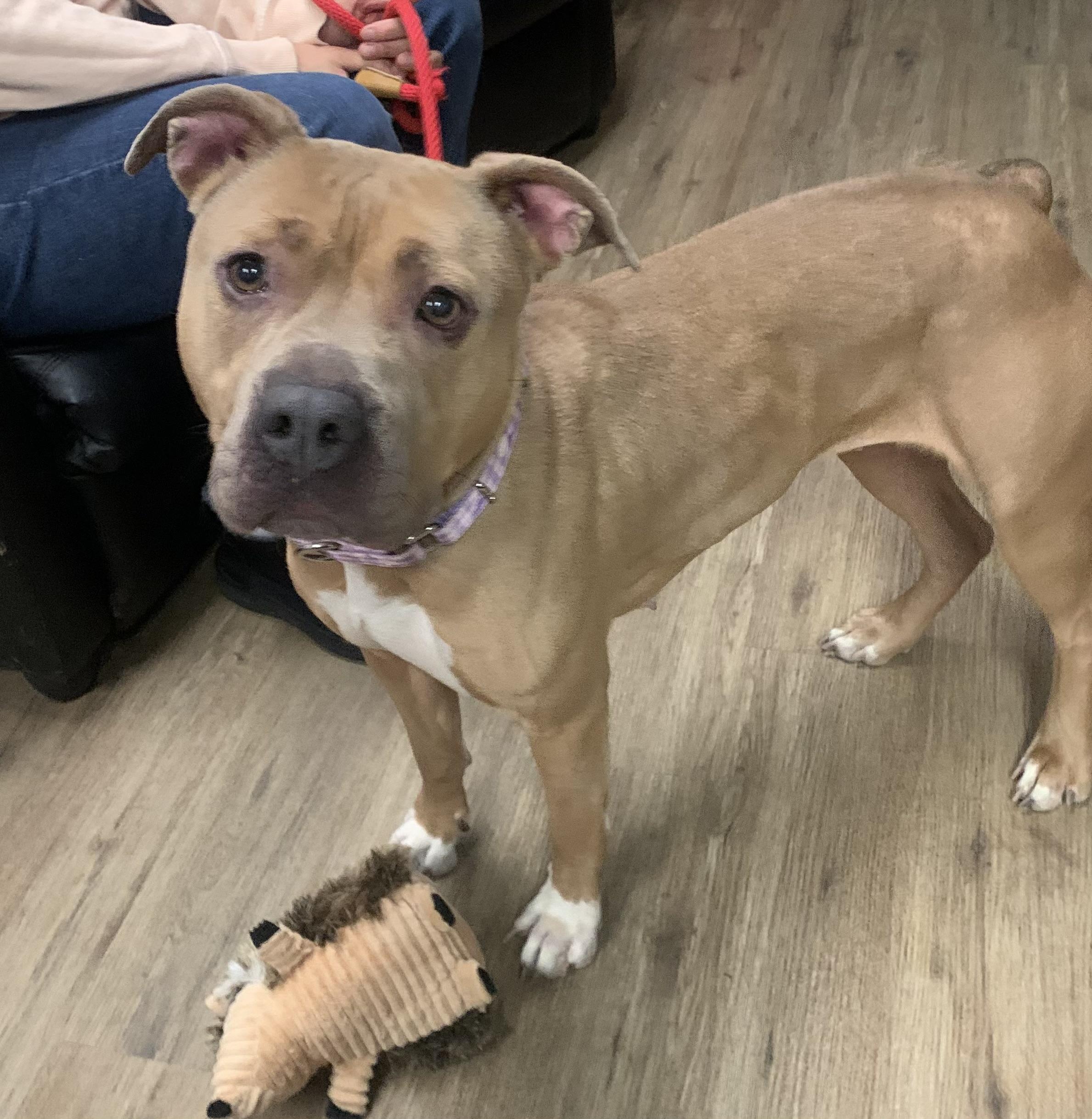 Enlarge Oakley, a Adoptable Mixed Breed in McKeesport, PA image 5/6