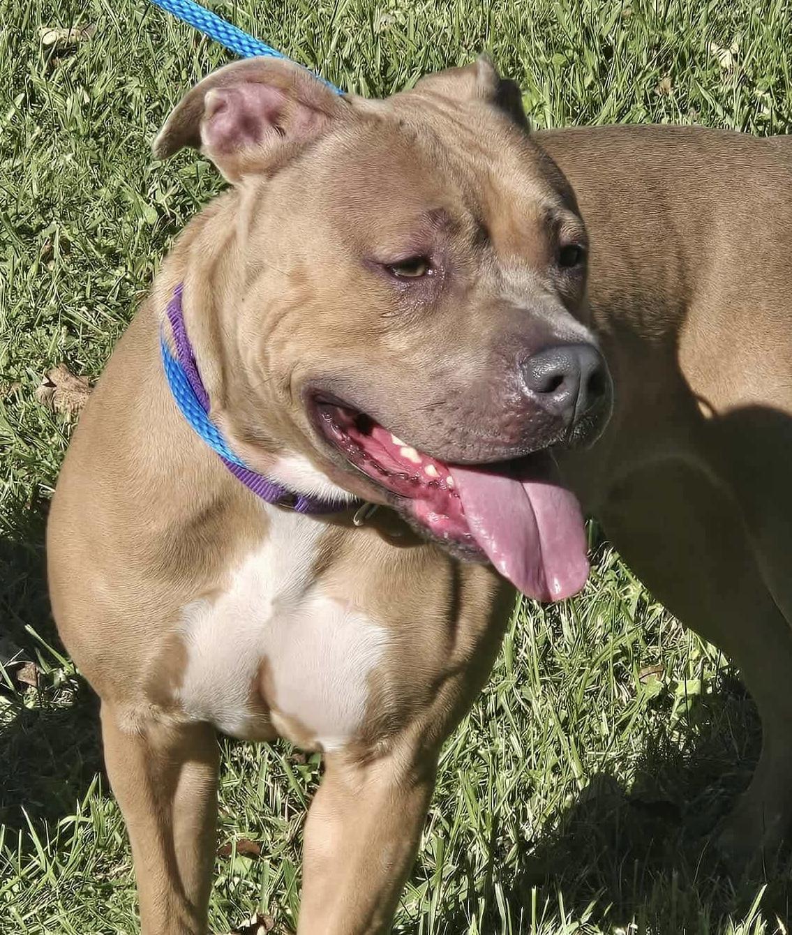 Enlarge Oakley, a Adoptable Mixed Breed in McKeesport, PA image 6/6