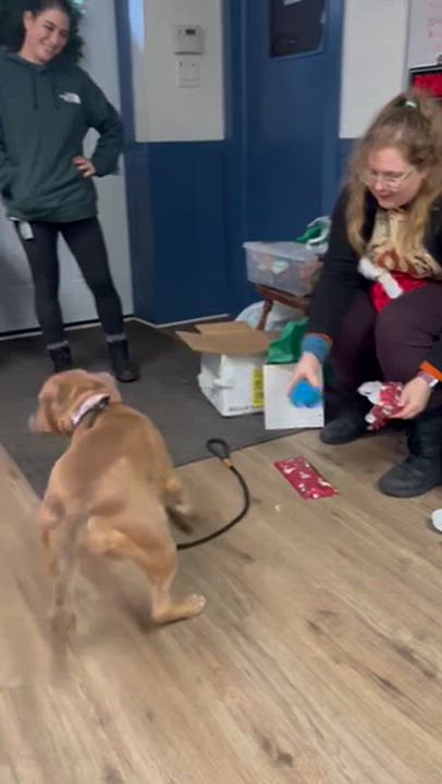 Enlarge Oakley, a Adoptable Mixed Breed in McKeesport, PA video 4/6