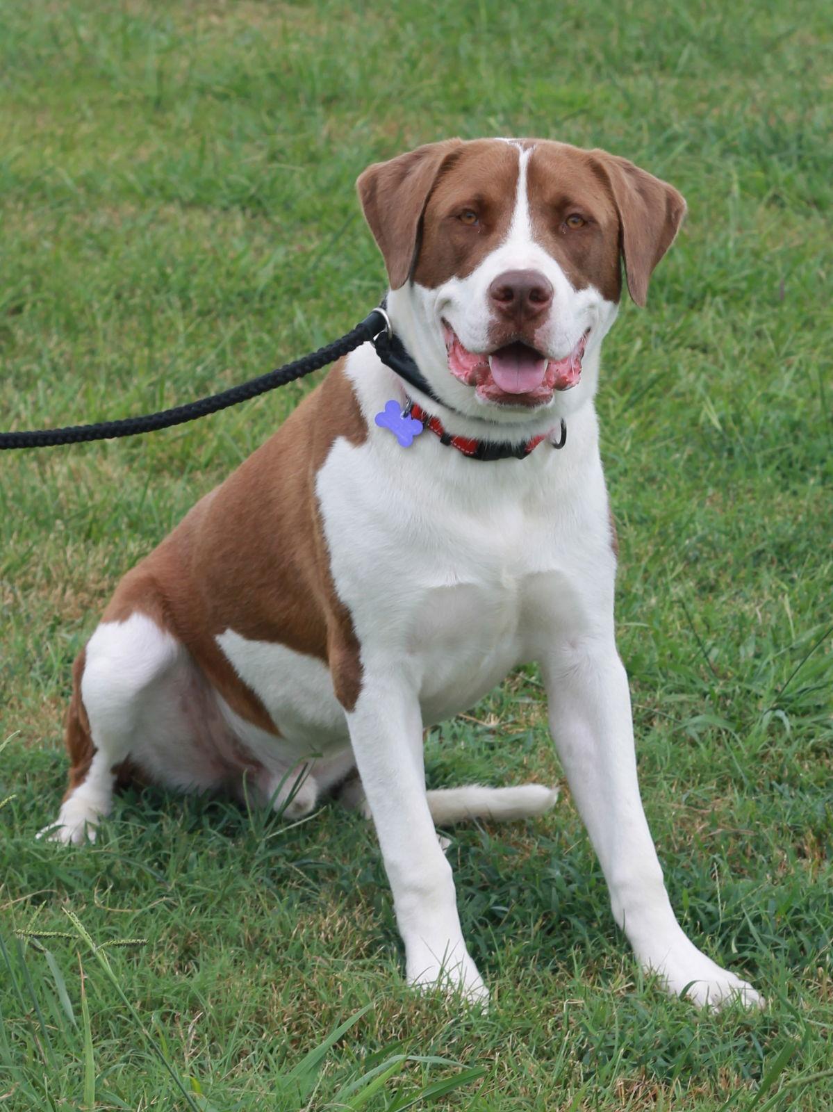 Finn, Adoptable, Young Male Saint Bernard.