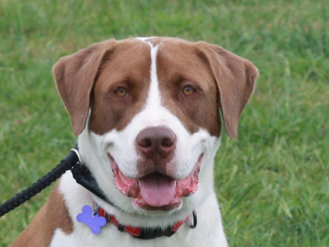 Enlarge Finn, a Adoptable Saint Bernard in Cookeville, TN image 2/4