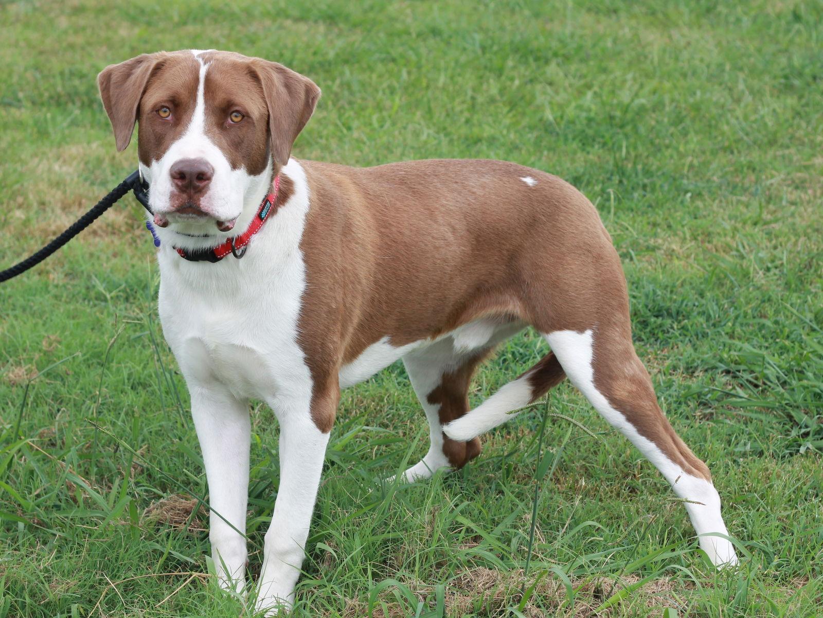 Enlarge Finn, a Adoptable Saint Bernard in Cookeville, TN image 3/4