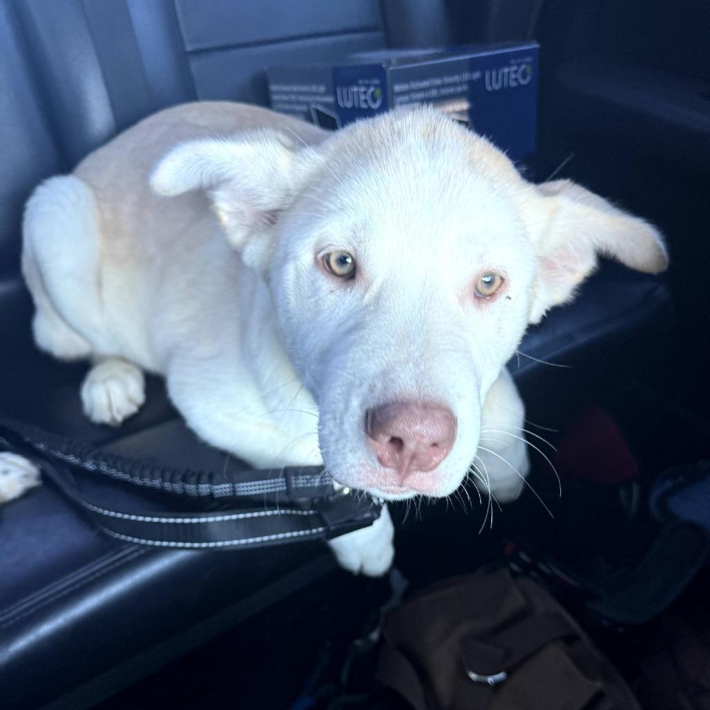 Beau, Adoptable, Puppy Male Husky & Labrador Retriever.