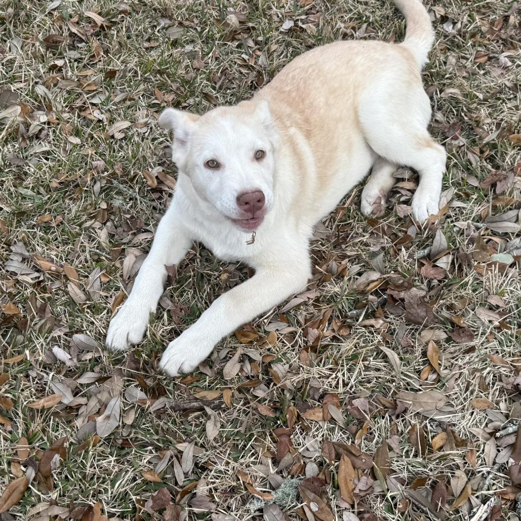 Enlarge Beau, a Adoptable mixed breed in Myrtle Beach, SC image 2/5