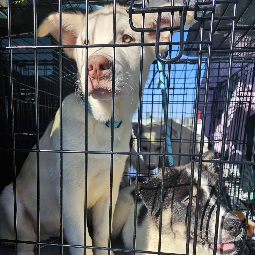 Enlarge Beau, a Adoptable mixed breed in Myrtle Beach, SC image 3/5