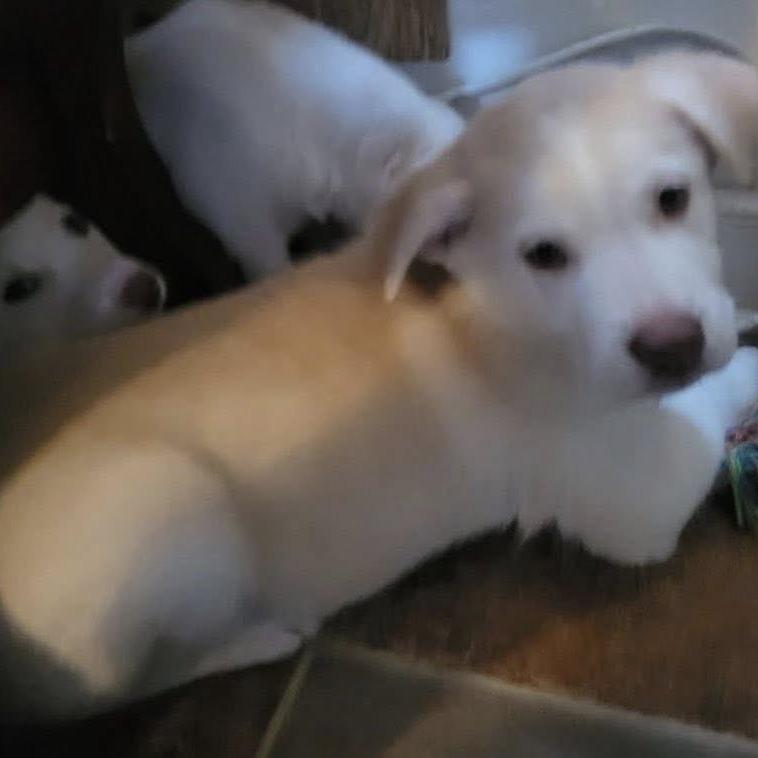 Enlarge Beau, a Adoptable mixed breed in Myrtle Beach, SC image 4/5