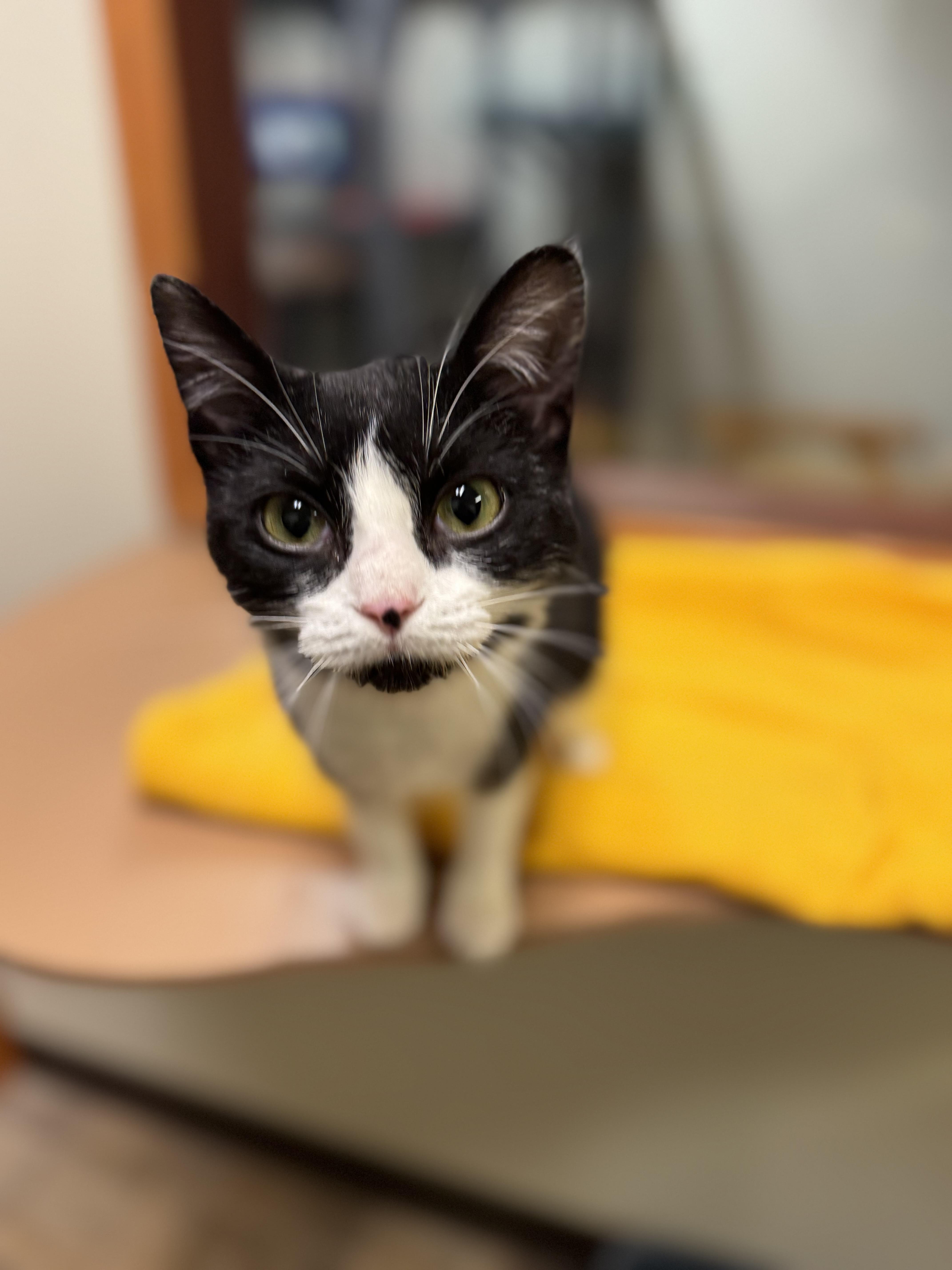 Peggy, a ADOPTABLE Domestic Short Hair in Dodgeville, WI image 1/3