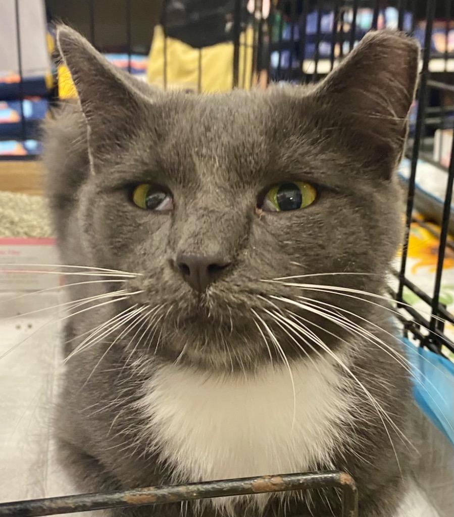 Enlarge Tuxedo, a Adoptable mixed breed in Darien, GA image 1/2