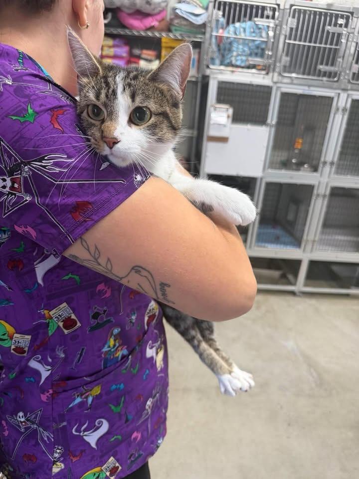 Guppie, Adoptable, Young Female Domestic Short Hair.