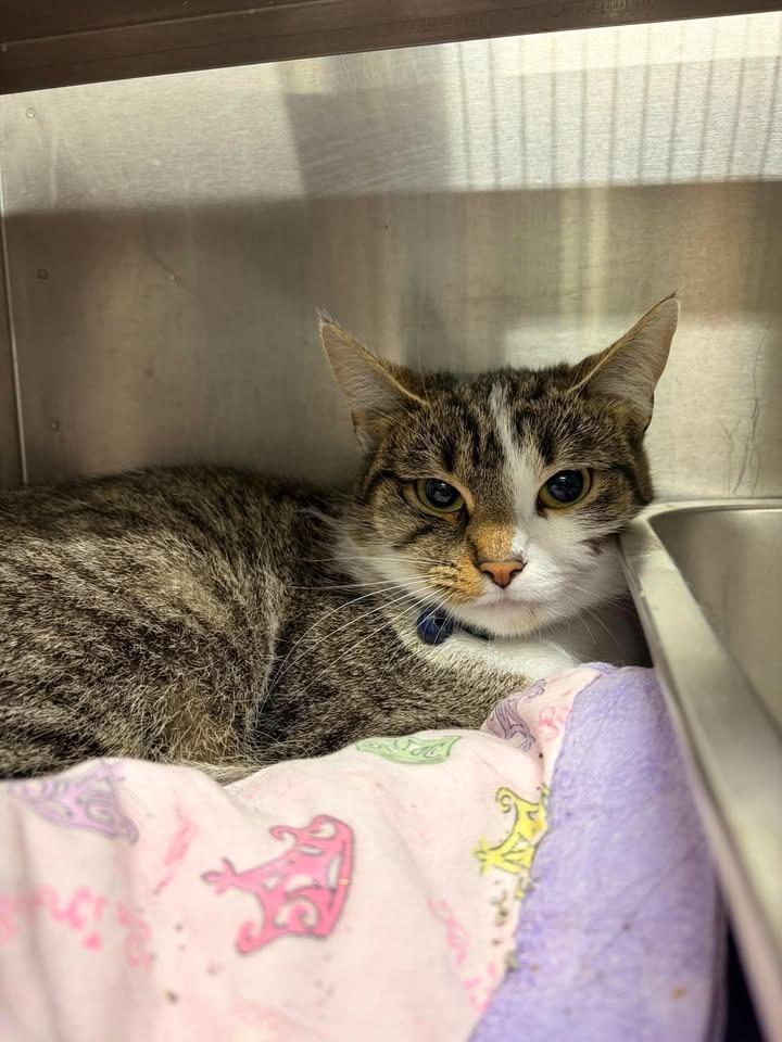 Enlarge Guppie, a Adoptable mixed breed in Greensburg, IN image 2/2
