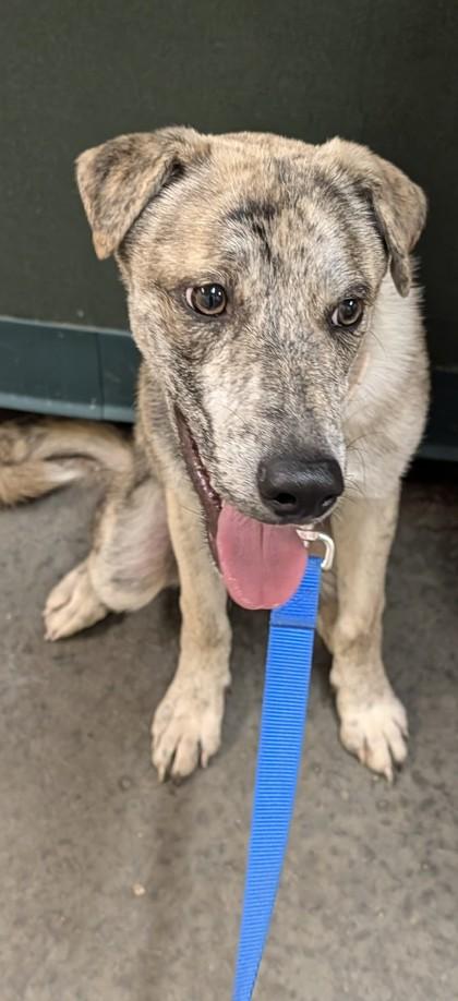 Oliver, Adoptable, Puppy Male Whippet & Mixed Breed.