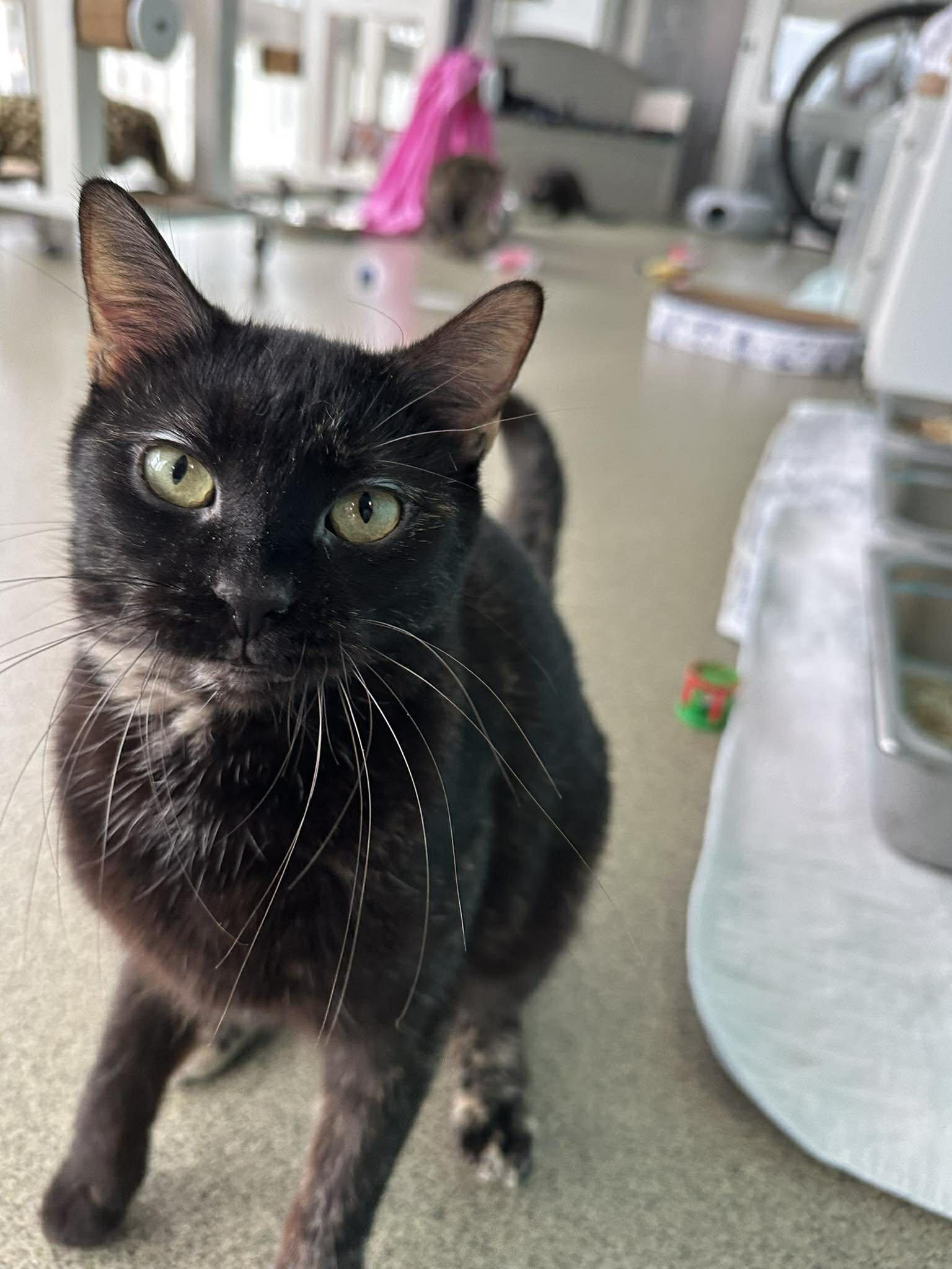 Cora, Adoptable, Young Female Domestic Short Hair.