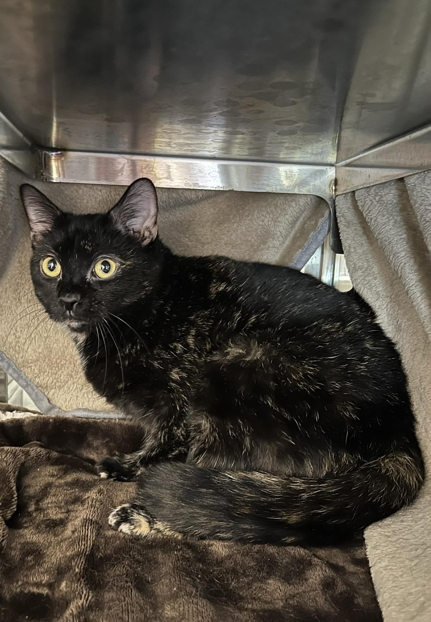 Enlarge Cora, a Adoptable Domestic Short Hair in Moundsville, WV image 1/1