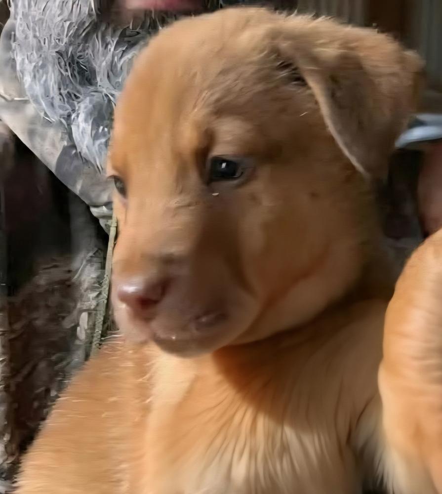 Enlarge Mahogany, a Adoptable mixed breed in Groveland, MA image 1/1