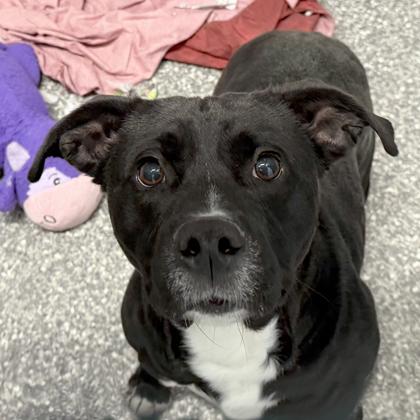 Scott Pilgram, Adoptable, Adult Male Labrador Retriever & Mixed Breed.