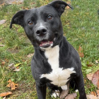 Enlarge Scott Pilgram, a Adoptable mixed breed in Voorhees, NJ image 3/3