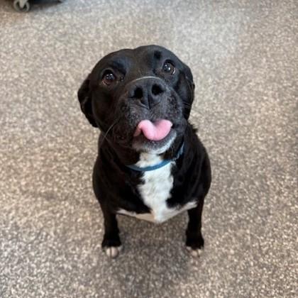 Scott Pilgram, Adoptable, Adult Male Labrador Retriever & Mixed Breed.