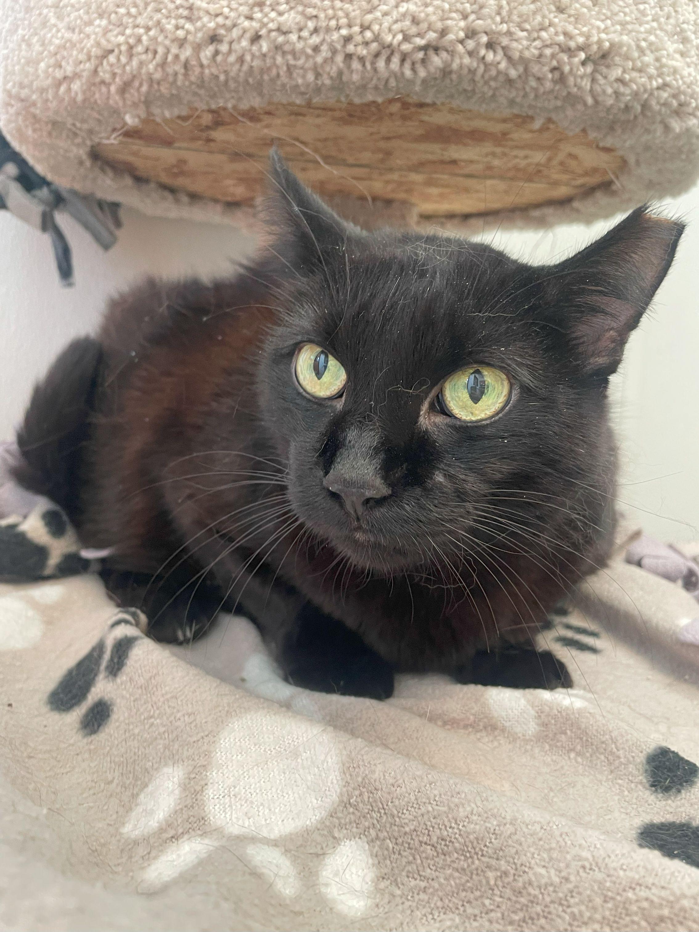 Poe, Adoptable, Senior Female Domestic Short Hair.