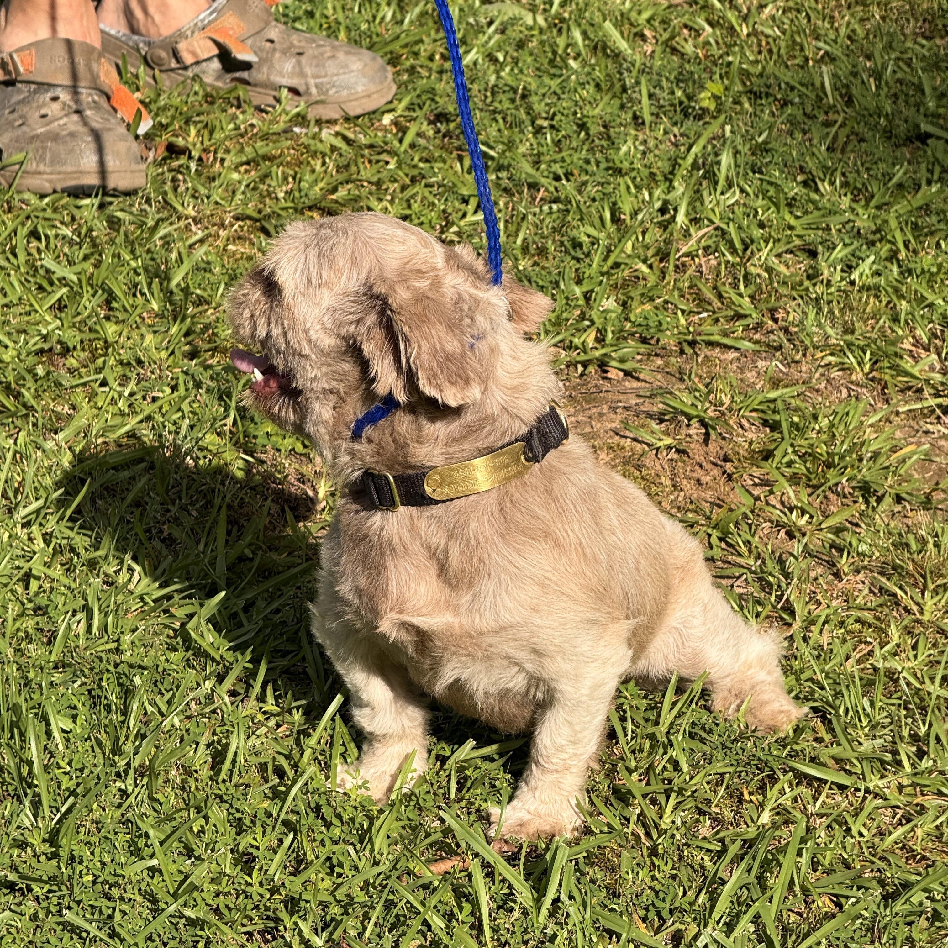 Enlarge Gizmo, a ADOPTABLE Shih Tzu in Texarkana, TX image 5/5