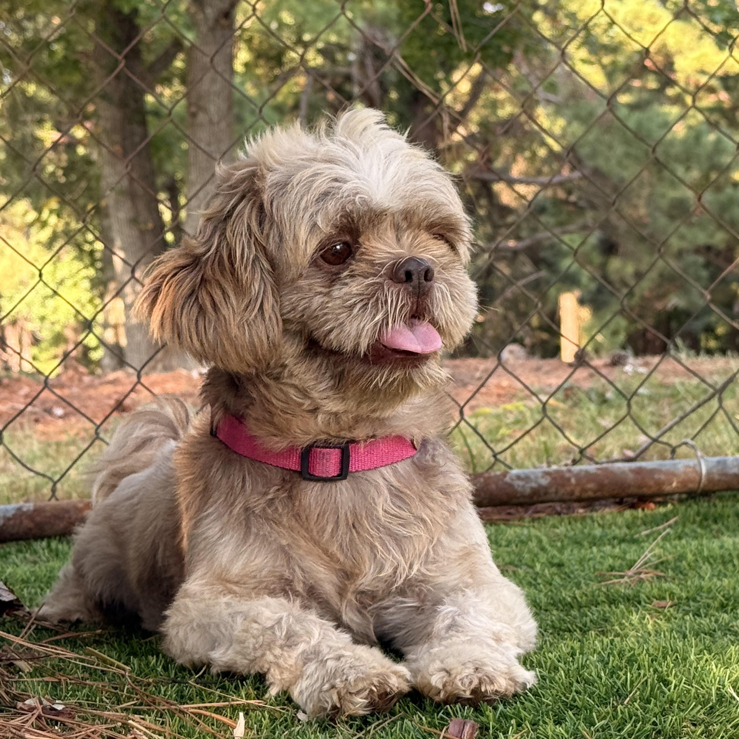 Enlarge Gizmo, a Adoptable Shih Tzu in Texarkana, TX image 4/5