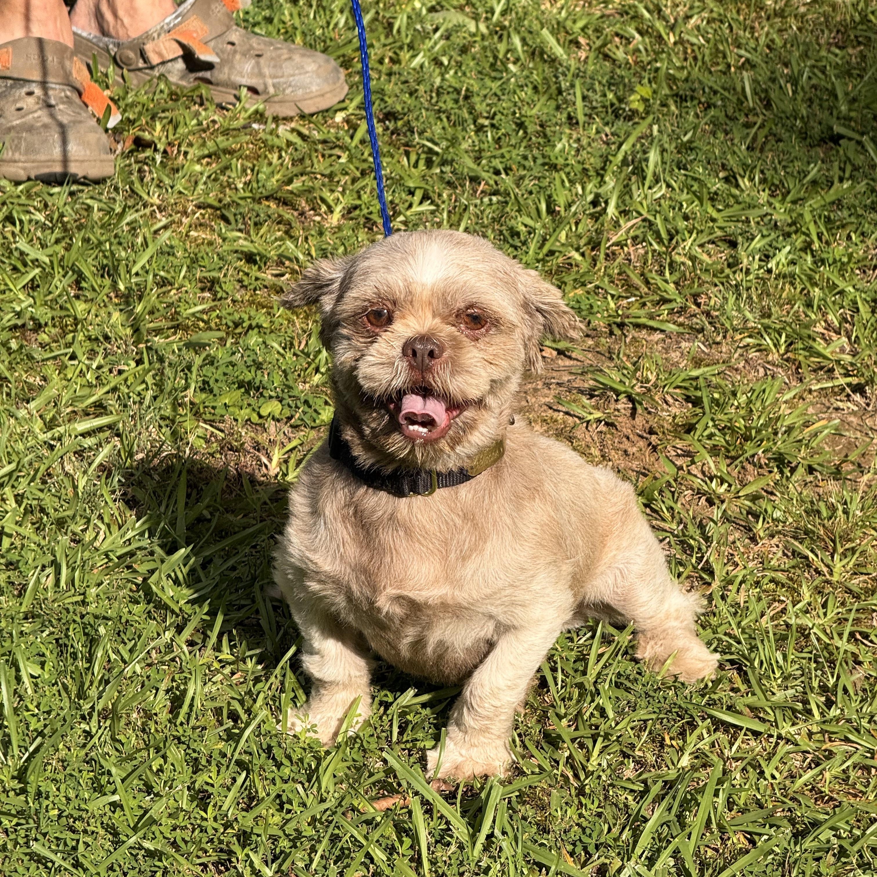 Enlarge Gizmo, a ADOPTABLE Shih Tzu in Texarkana, TX image 3/5