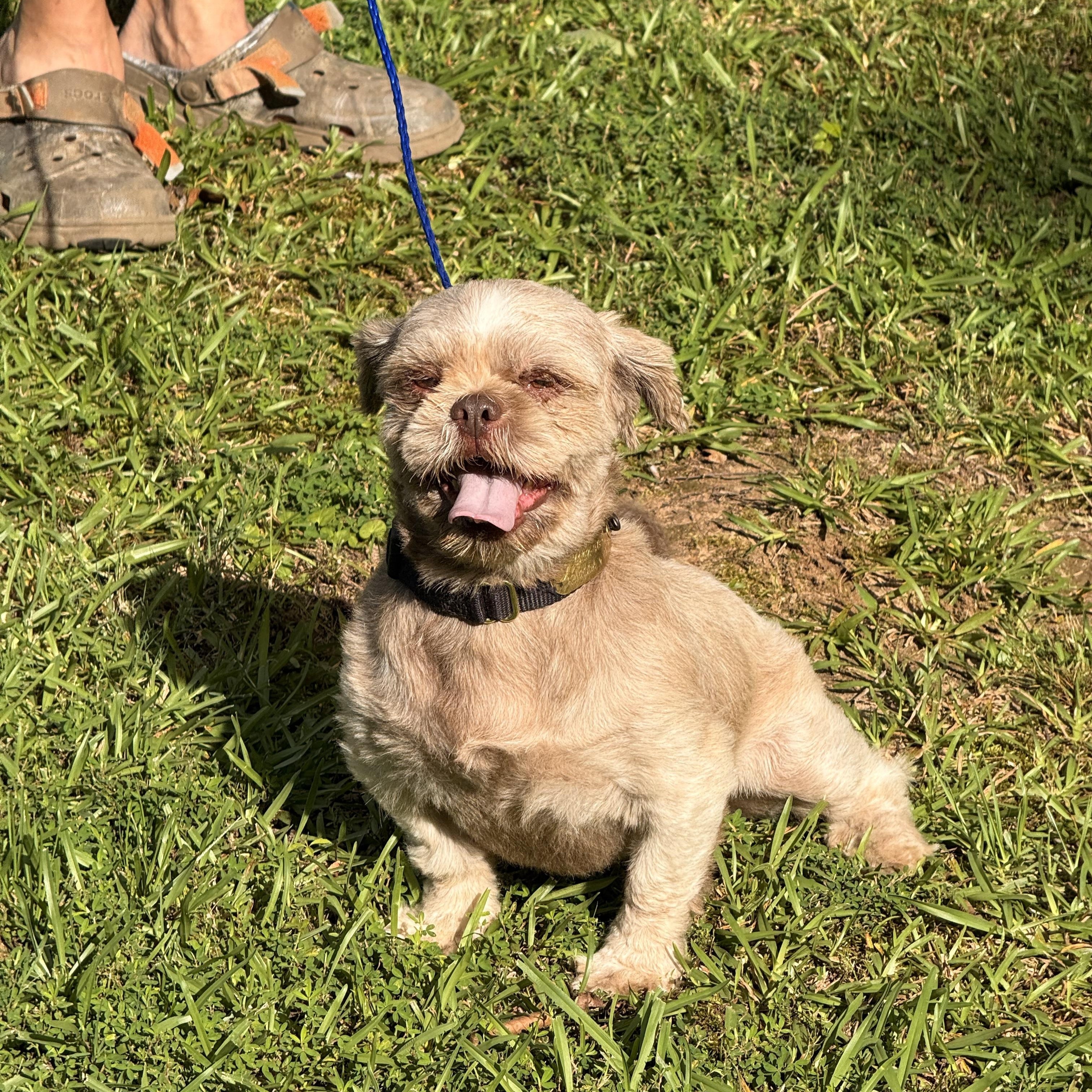 Enlarge Gizmo, a ADOPTABLE Shih Tzu in Texarkana, TX image 2/5