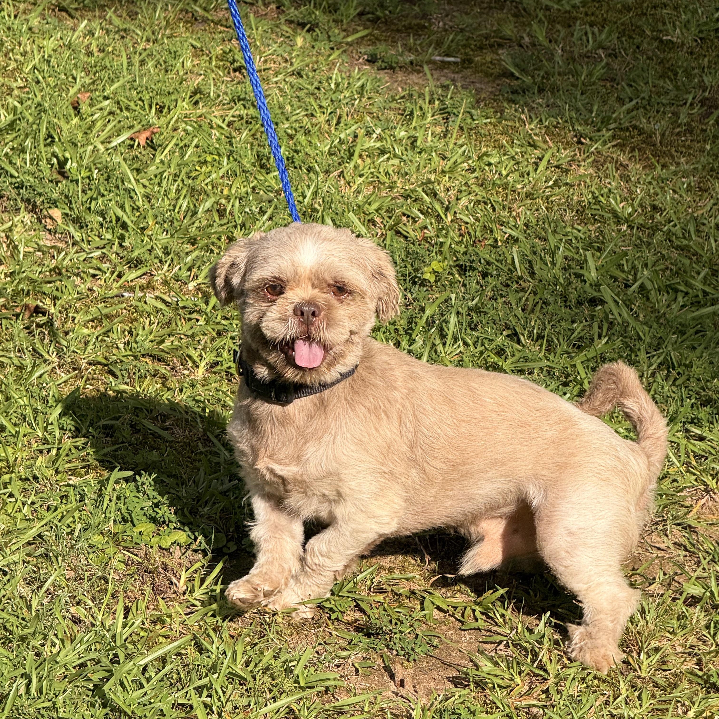 Gizmo, ADOPTABLE, Adult Male Shih Tzu.