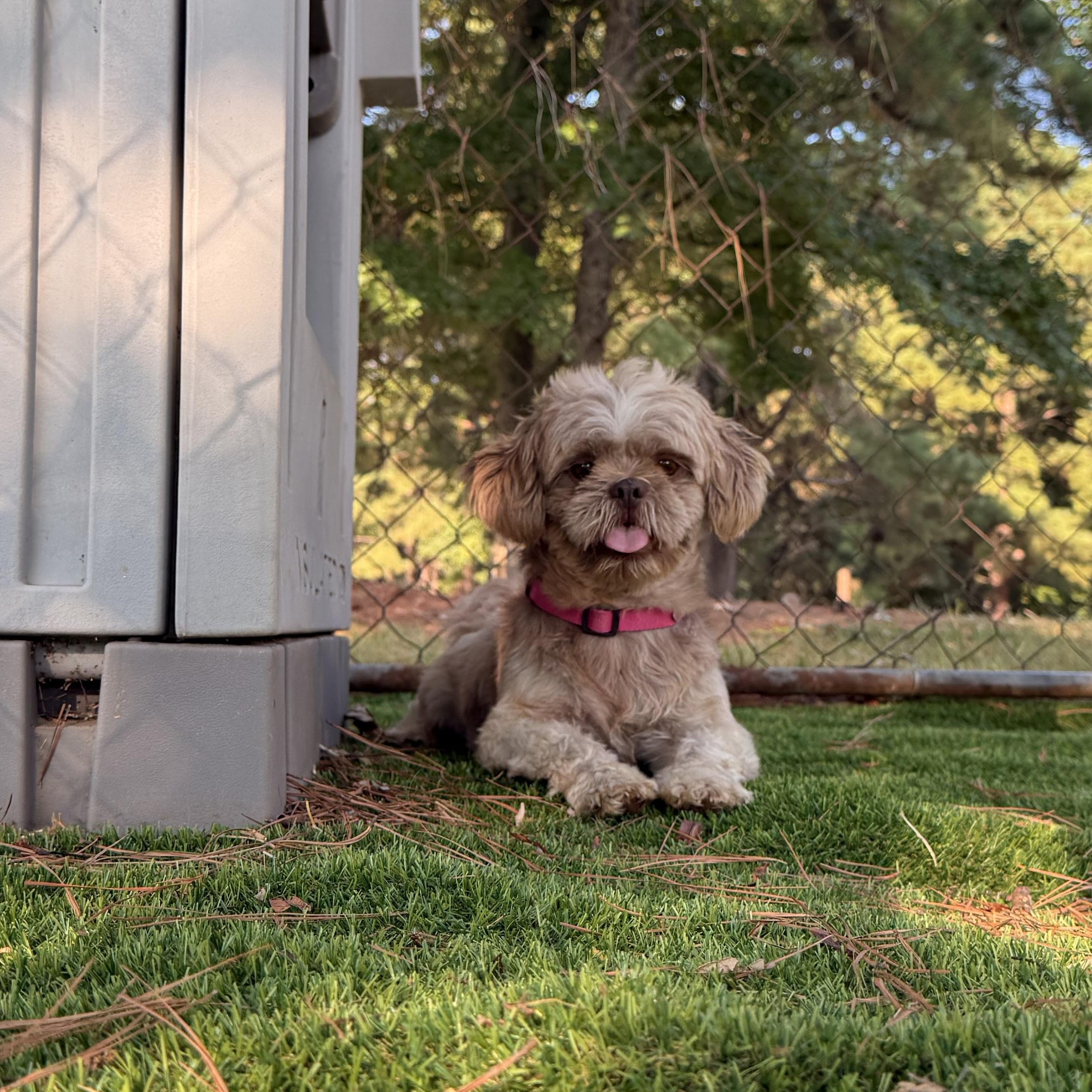 Enlarge Gizmo, a Adoptable Shih Tzu in Texarkana, TX image 5/5
