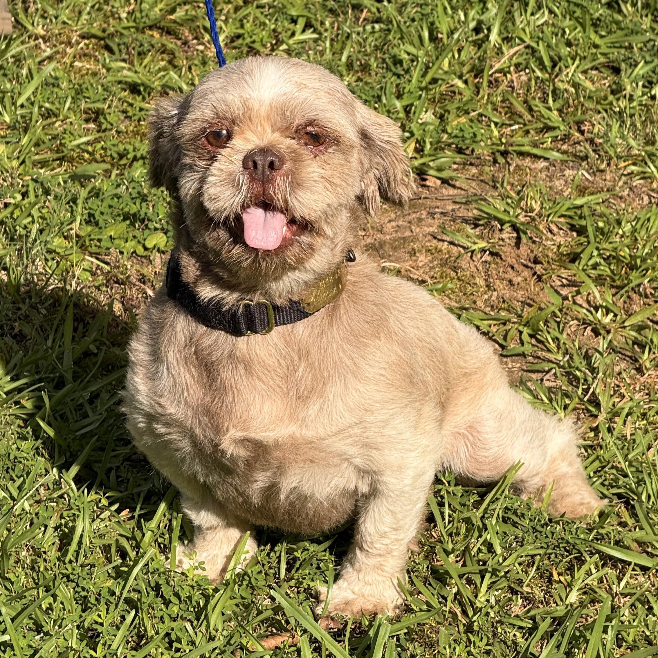Enlarge Gizmo, a ADOPTABLE Shih Tzu in Texarkana, TX image 4/5
