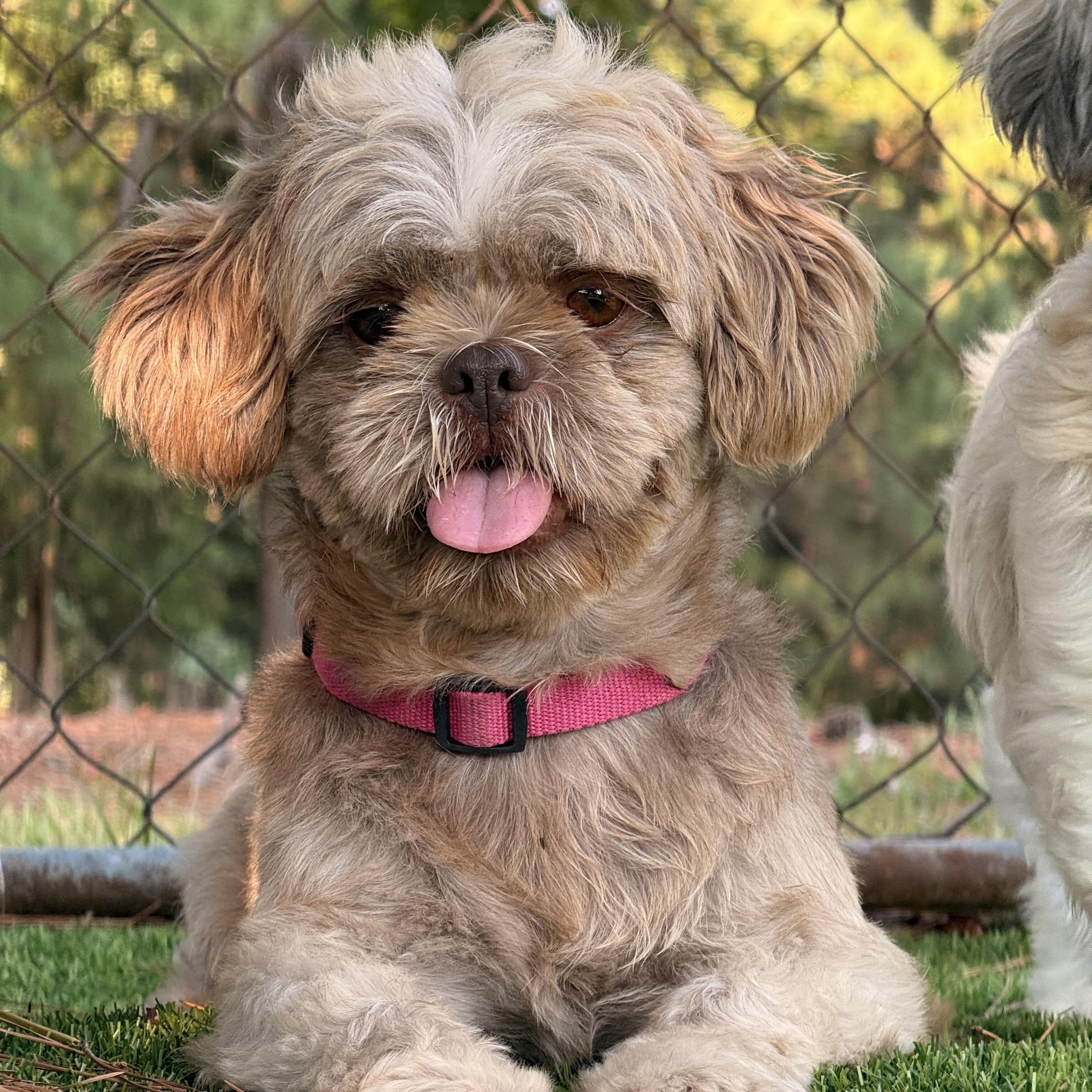 Gizmo, Adoptable, Adult Male Shih Tzu.