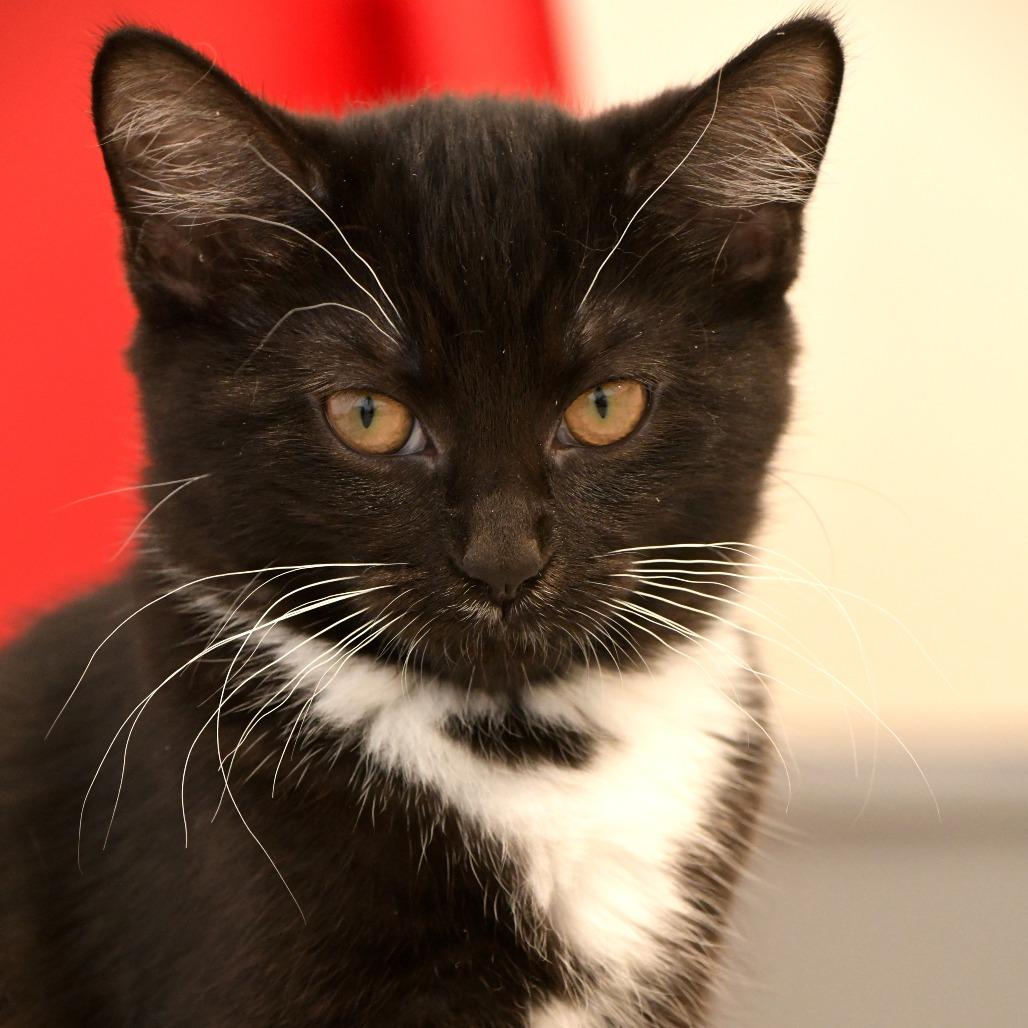 Boba, Adoptable, Young Female Domestic Short Hair.