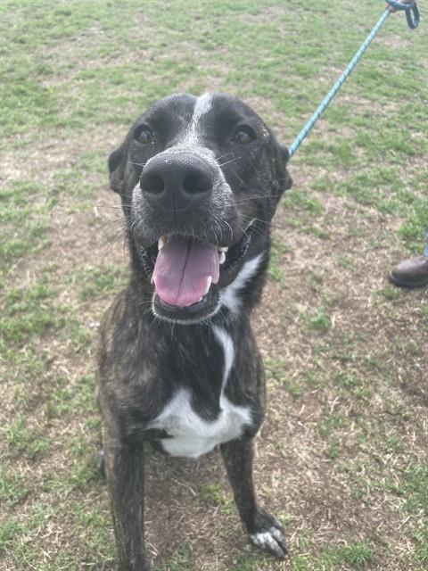 Enlarge MELODY, a Adoptable mixed breed in Corpus Christi, TX image 1/1