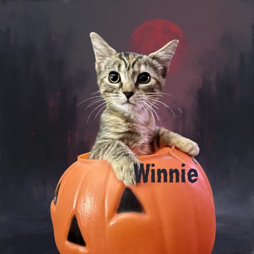 Winnie-Adoptable 11/4/25!