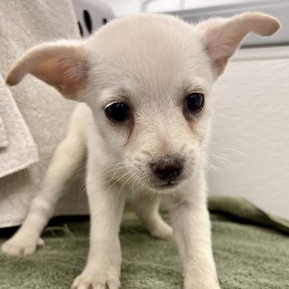 Bop-It, Adopted, Puppy Male Chihuahua.
