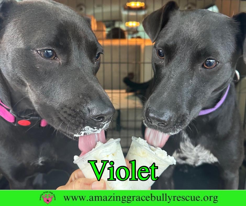 Enlarge Violet, a Adoptable Hound in Pensacola, FL image 1/3