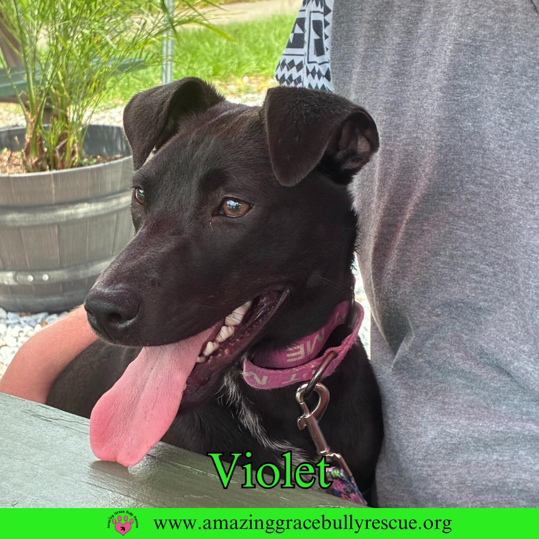 Violet, Adoptable, Young Female Hound.