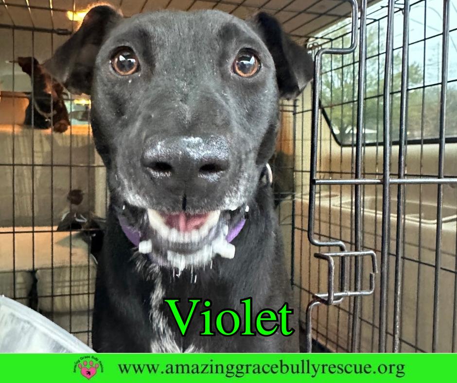 Enlarge Violet, a Adoptable Hound in Pensacola, FL image 2/3