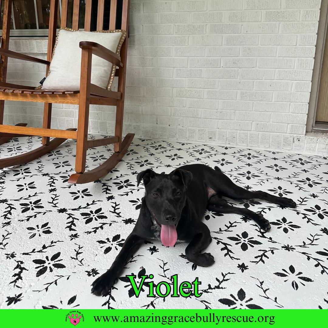 Violet, a Adoptable Hound in Pensacola, FL image 2/3