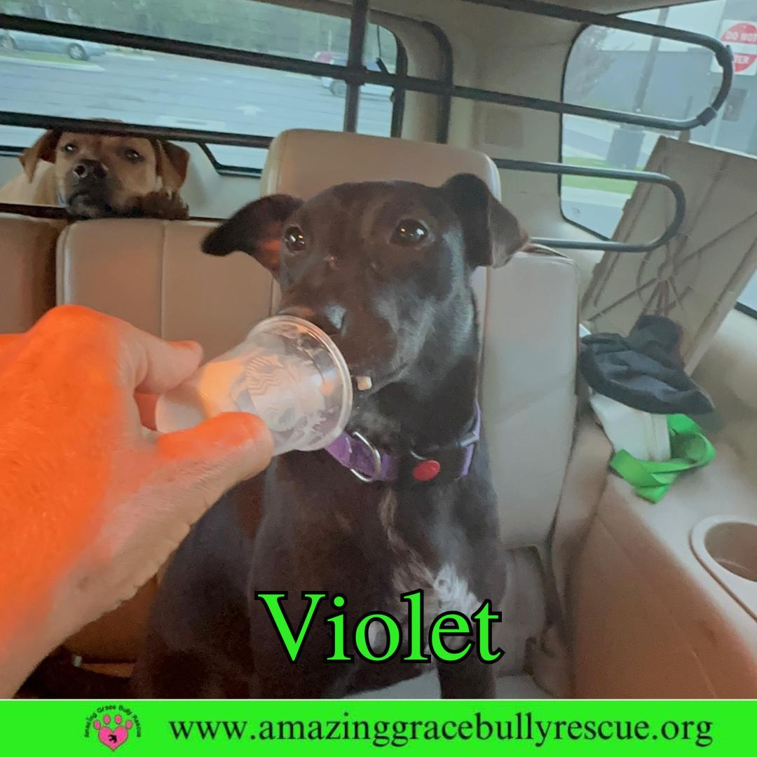 Violet, a Adoptable Hound in Pensacola, FL image 3/3