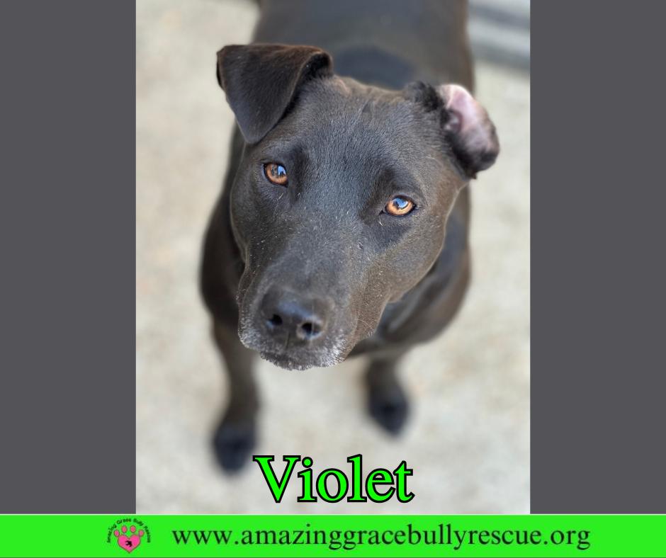 Enlarge Violet, a Adoptable Hound in Pensacola, FL image 3/3