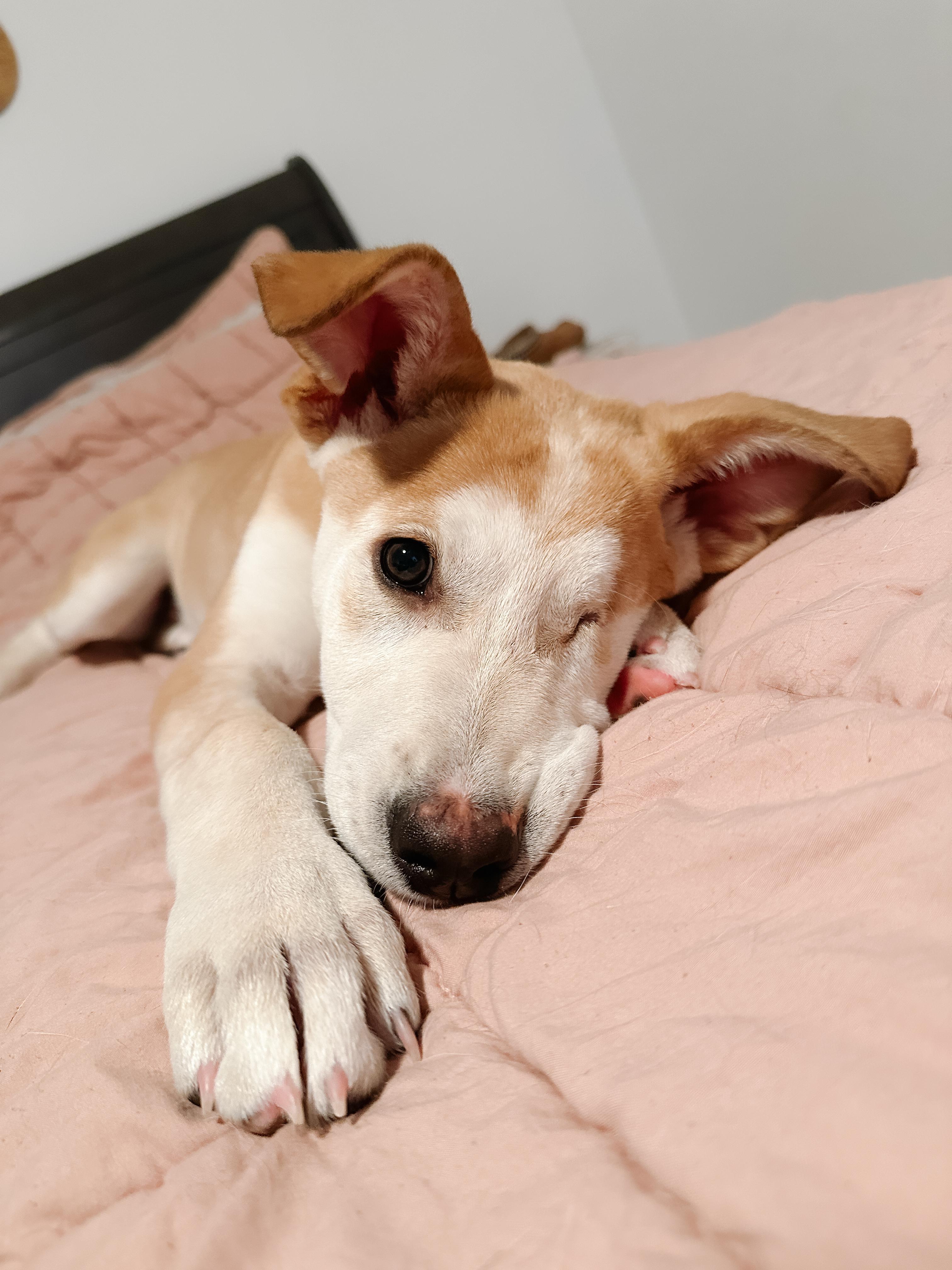 Enlarge Astro, an adoptable Mixed Breed in Saskatoon, SK image 5/5